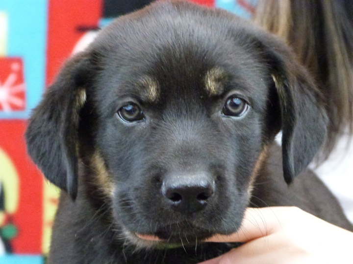 chinook puppy